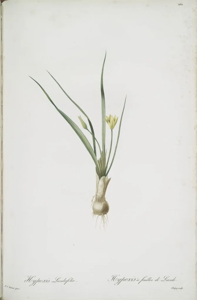 An illustration from Les liliacées, 1805, leaf 266