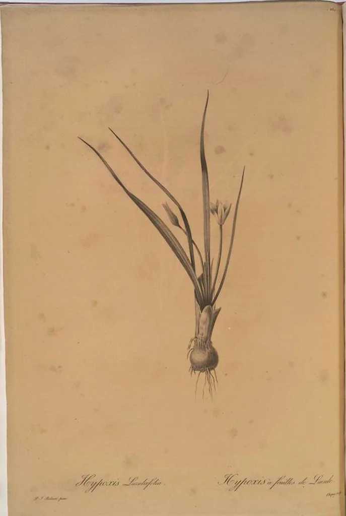 An illustration from Les liliacées, 1805, leaf 266
