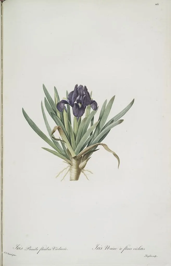 An illustration from Les liliacées, 1805, leaf 267