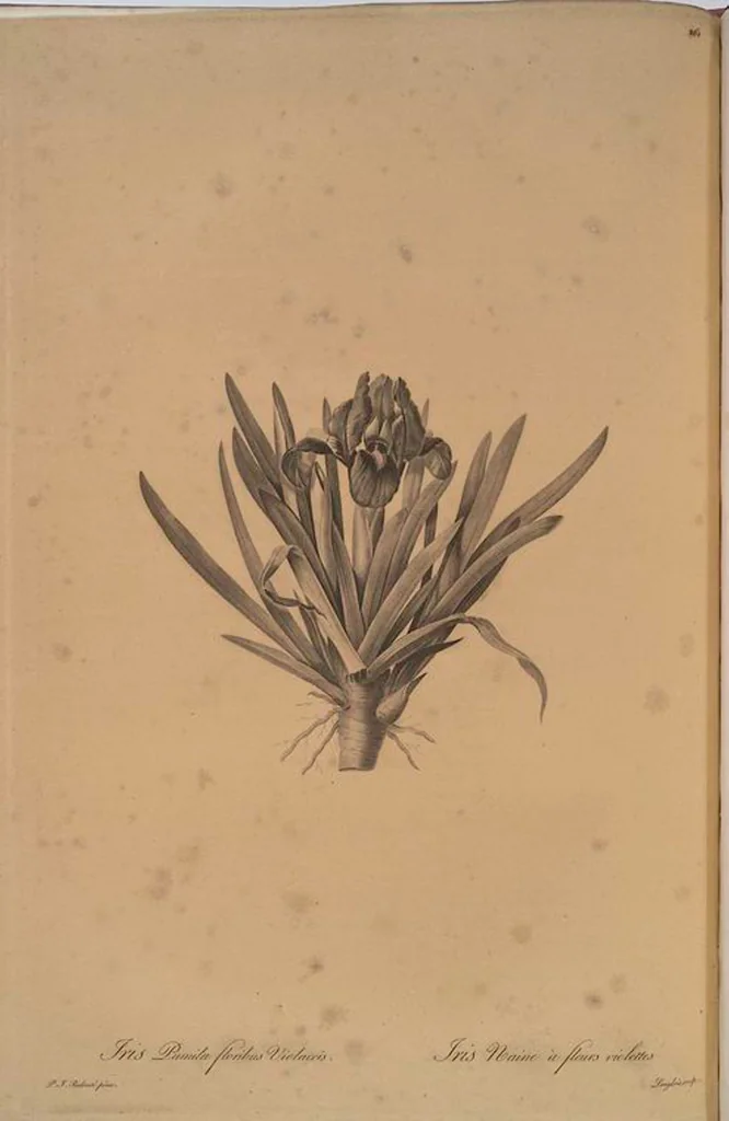 An illustration from Les liliacées, 1805, leaf 267