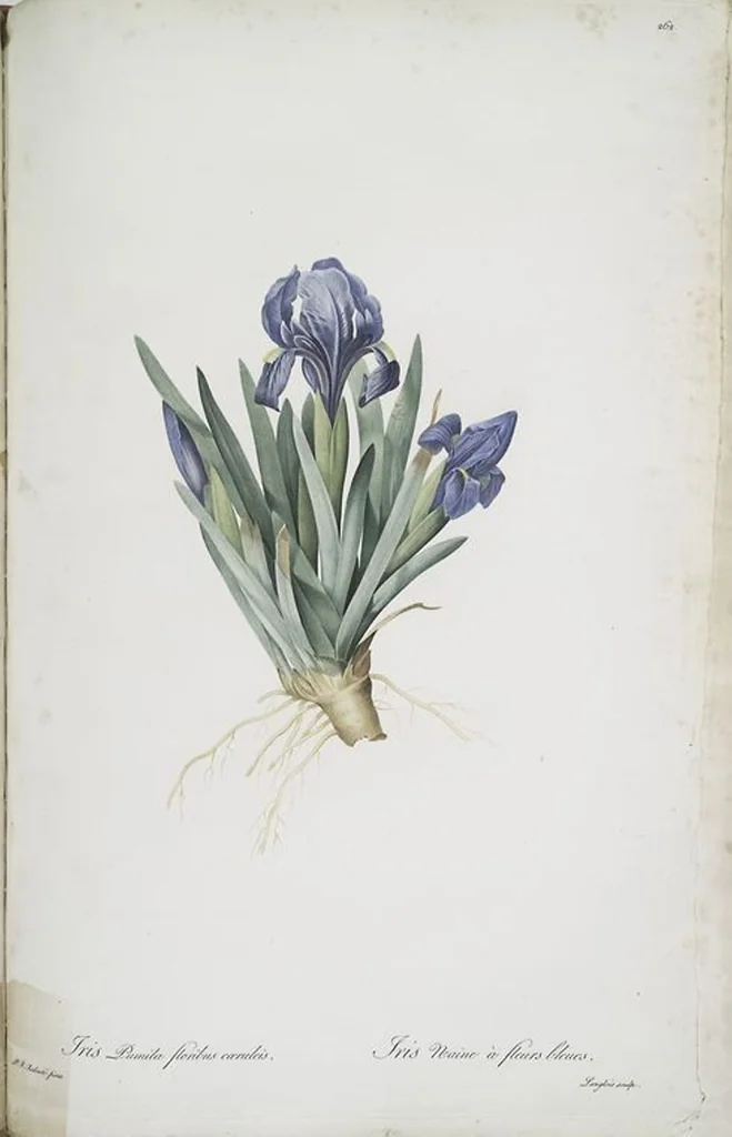 An illustration from Les liliacées, 1805, leaf 268