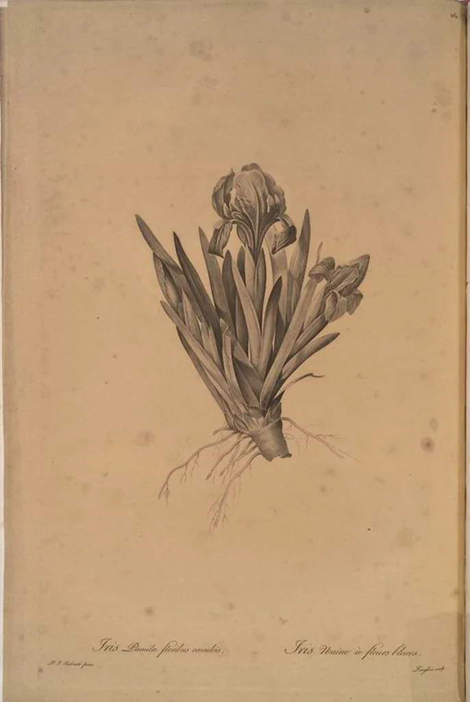 An illustration from Les liliacées, 1805, leaf 268