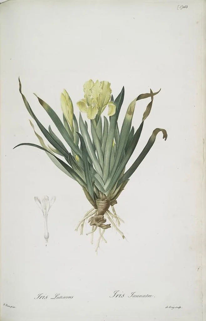 An illustration from Les liliacées, 1805, leaf 269