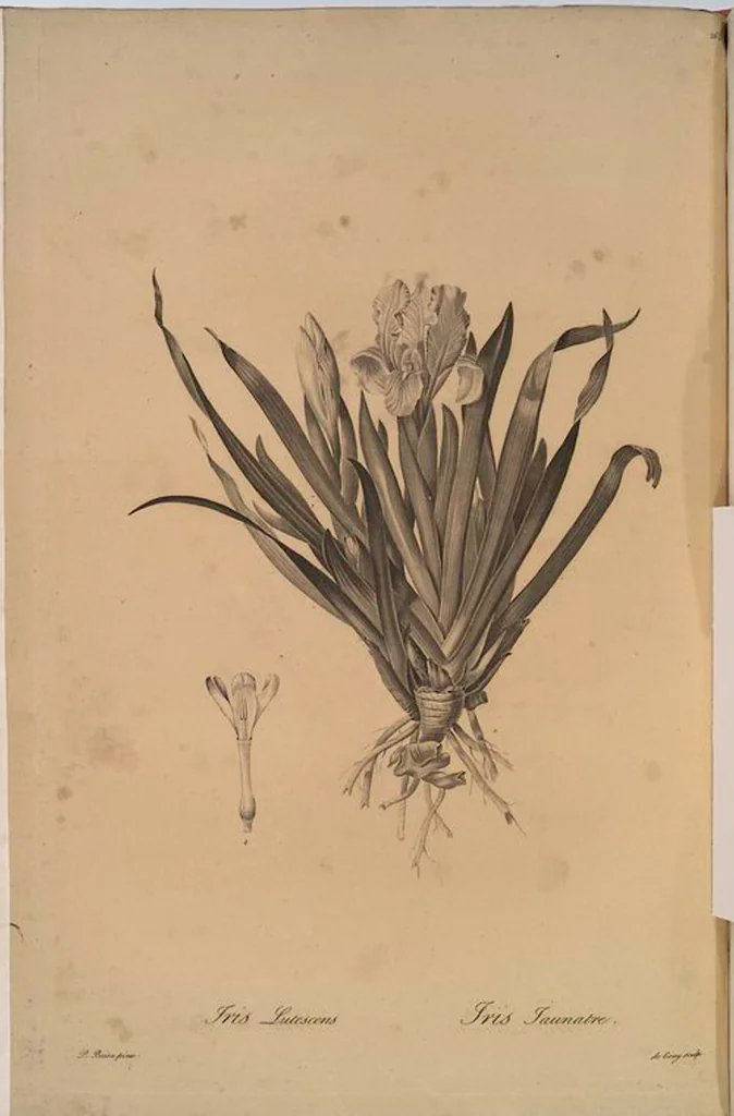 An illustration from Les liliacées, 1805, leaf 269