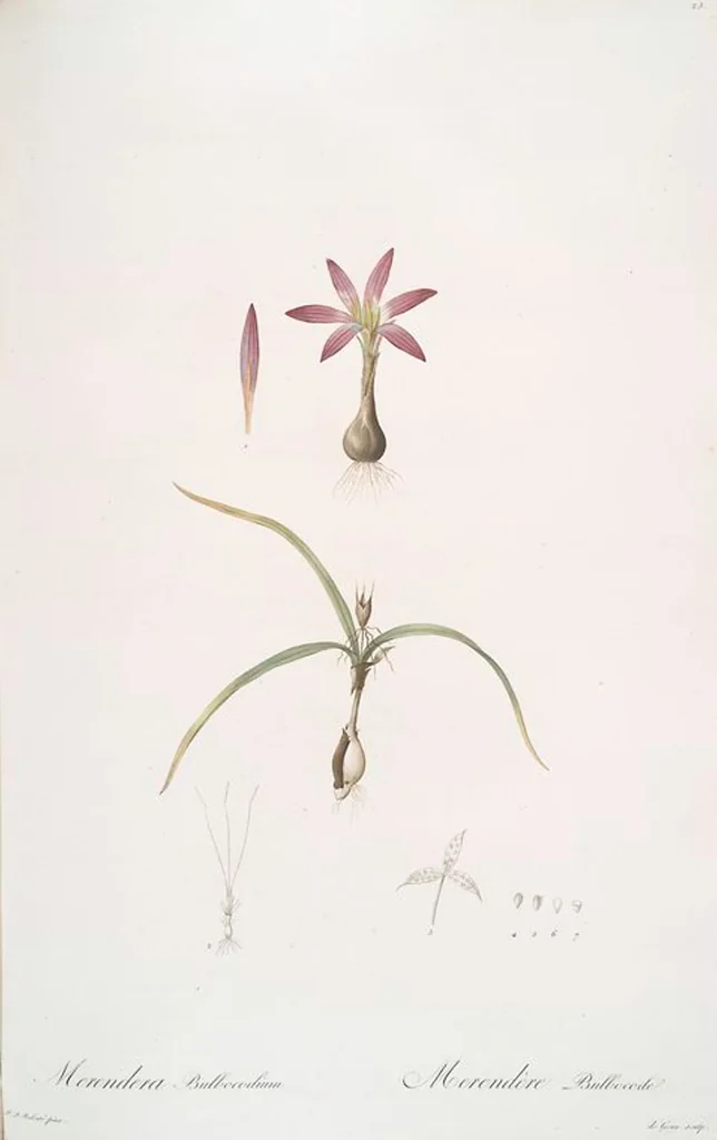 An illustration from Les liliacées, 1805, leaf 27