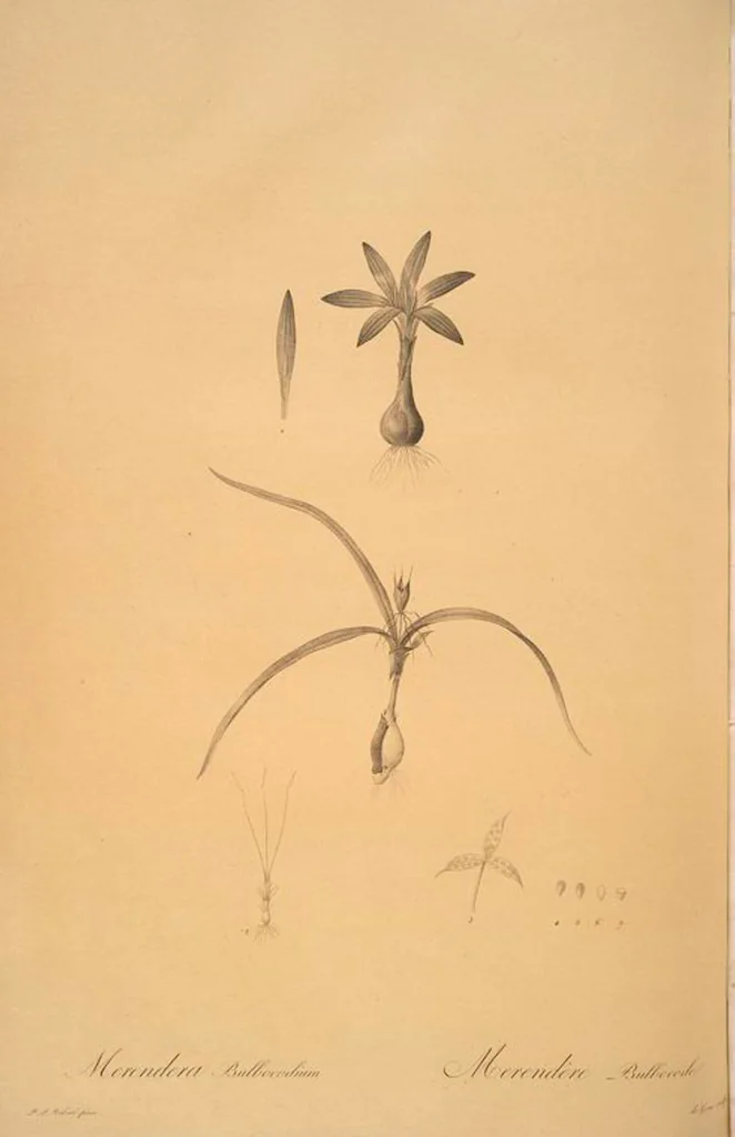 An illustration from Les liliacées, 1805, leaf 27