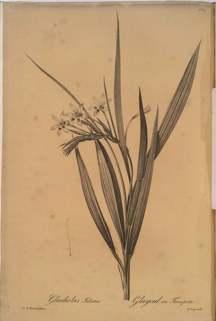 An illustration from Les liliacées, 1805, leaf 270
