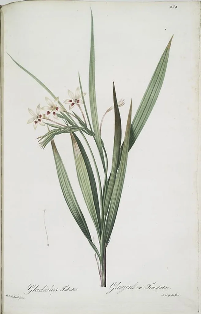 An illustration from Les liliacées, 1805, leaf 270