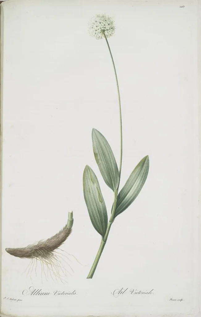 An illustration from Les liliacées, 1805, leaf 271
