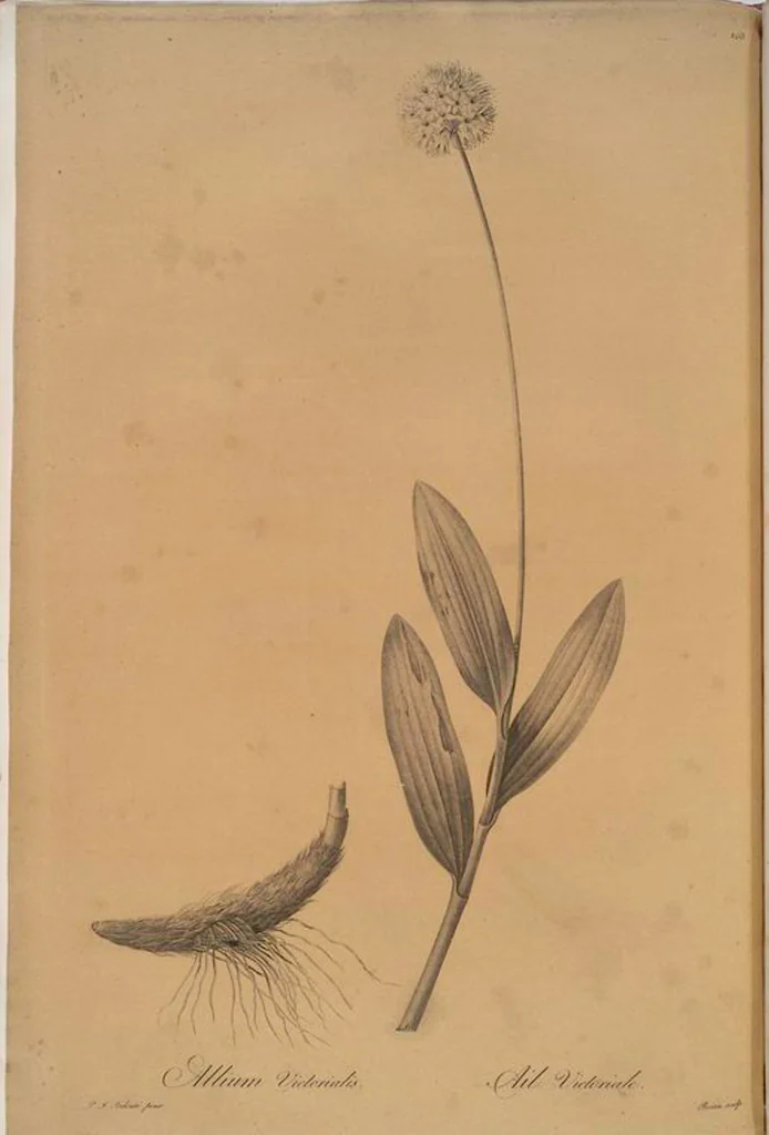 An illustration from Les liliacées, 1805, leaf 271