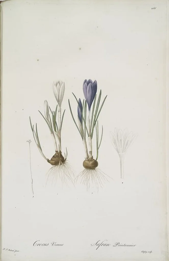 An illustration from Les liliacées, 1805, leaf 272