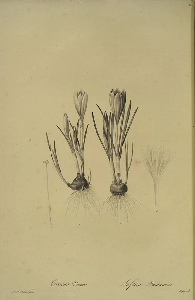 An illustration from Les liliacées, 1805, leaf 272