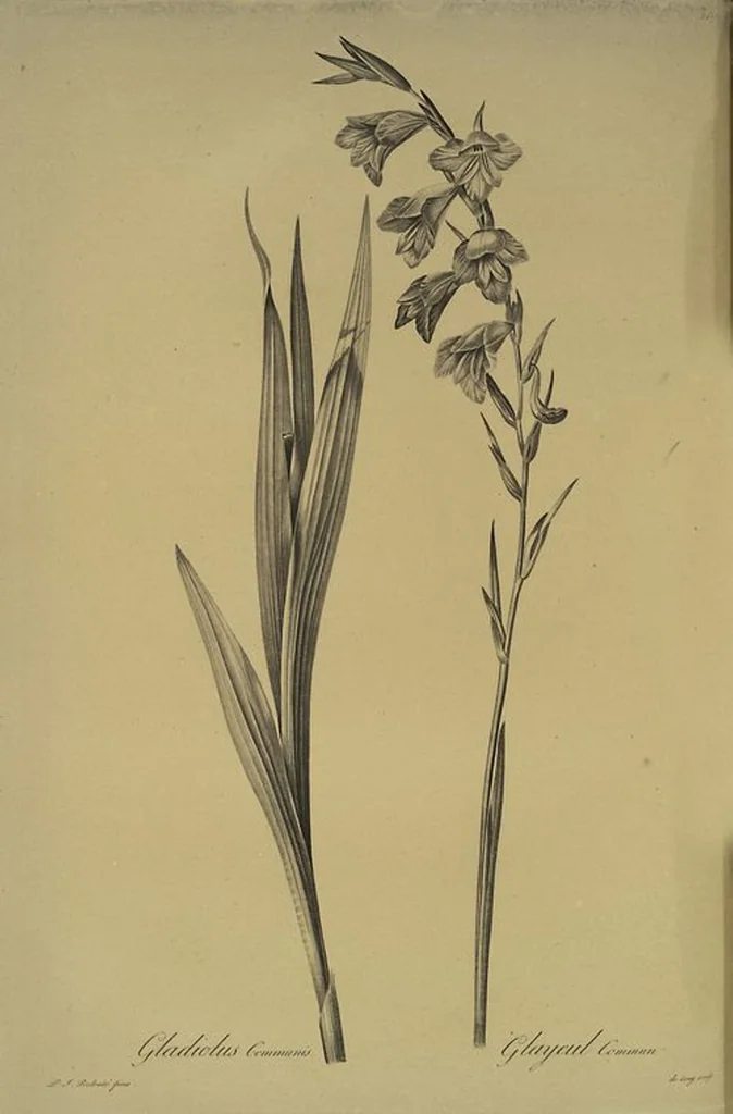 An illustration from Les liliacées, 1805, leaf 273