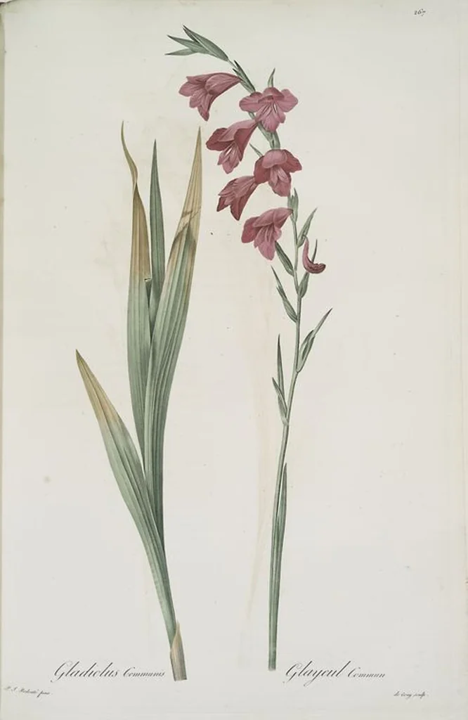 An illustration from Les liliacées, 1805, leaf 273