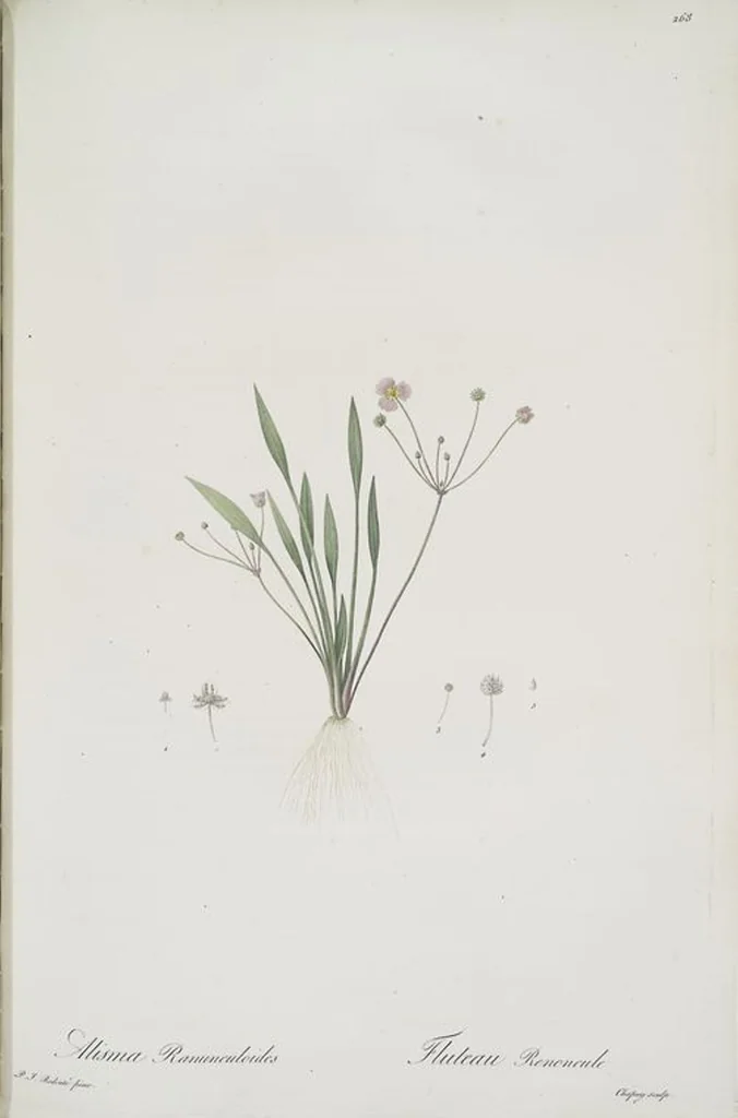 An illustration from Les liliacées, 1805, leaf 274
