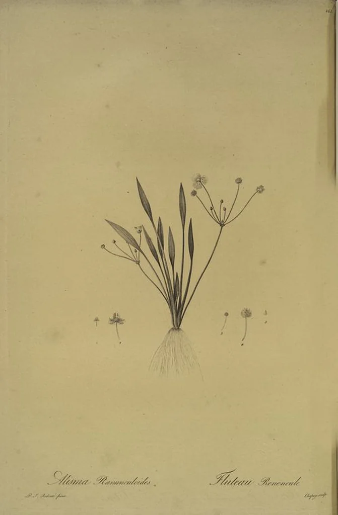 An illustration from Les liliacées, 1805, leaf 274