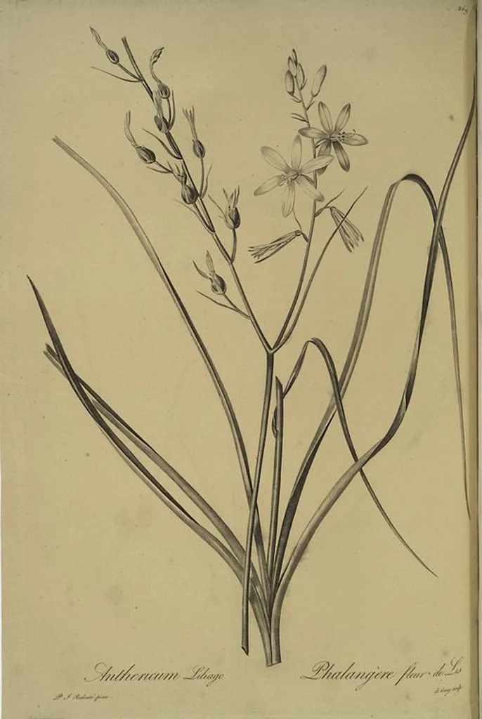An illustration from Les liliacées, 1805, leaf 275