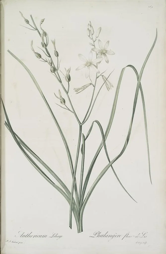 An illustration from Les liliacées, 1805, leaf 275