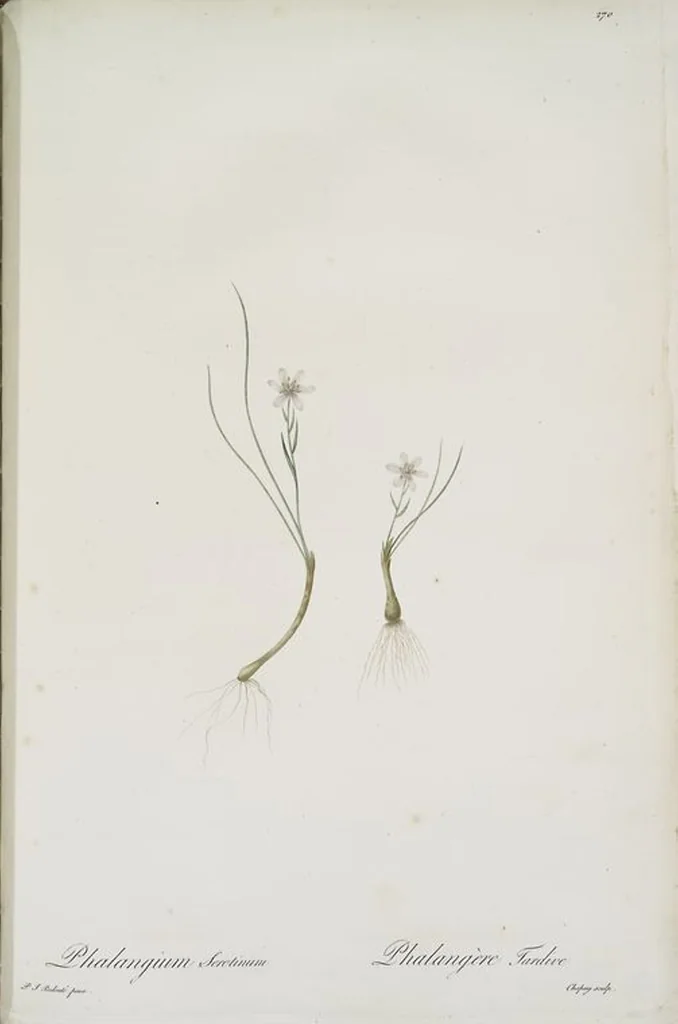 An illustration from Les liliacées, 1805, leaf 276