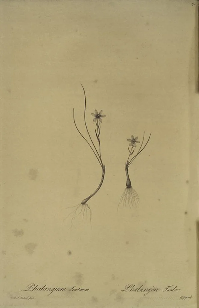 An illustration from Les liliacées, 1805, leaf 276