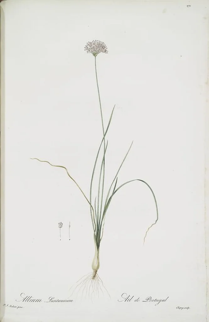 An illustration from Les liliacées, 1805, leaf 277