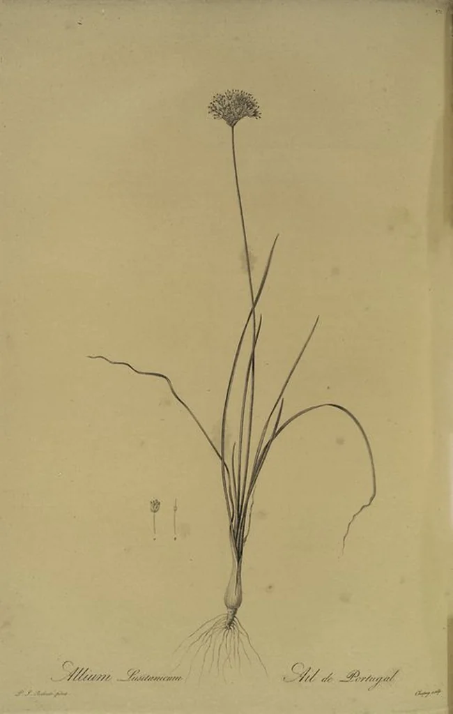 An illustration from Les liliacées, 1805, leaf 277