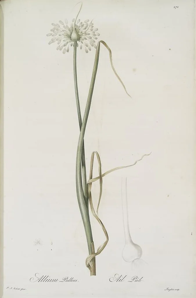An illustration from Les liliacées, 1805, leaf 278