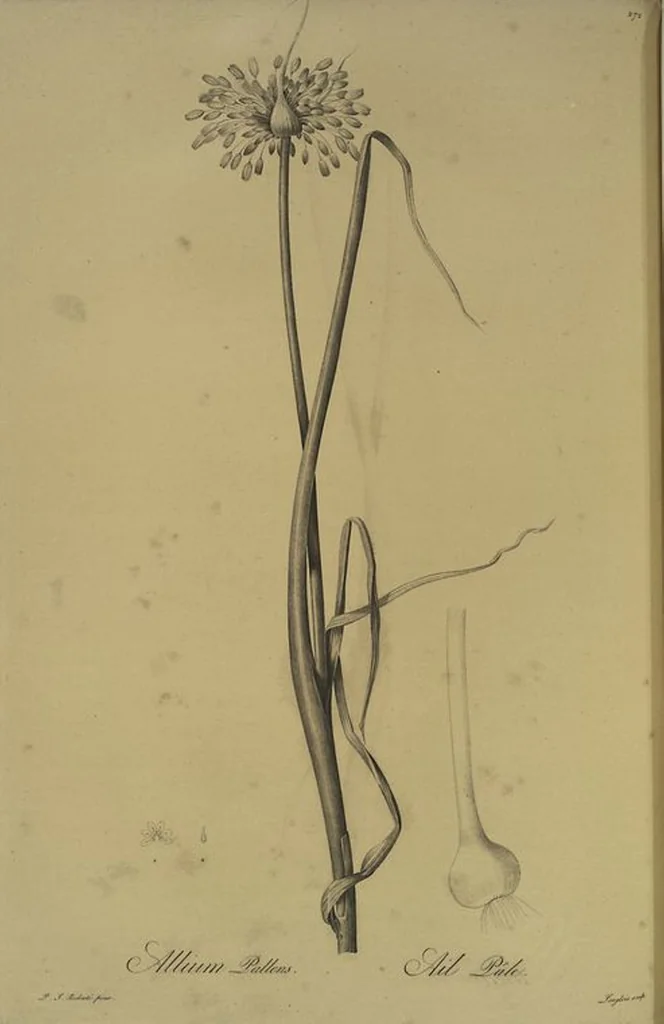 An illustration from Les liliacées, 1805, leaf 278