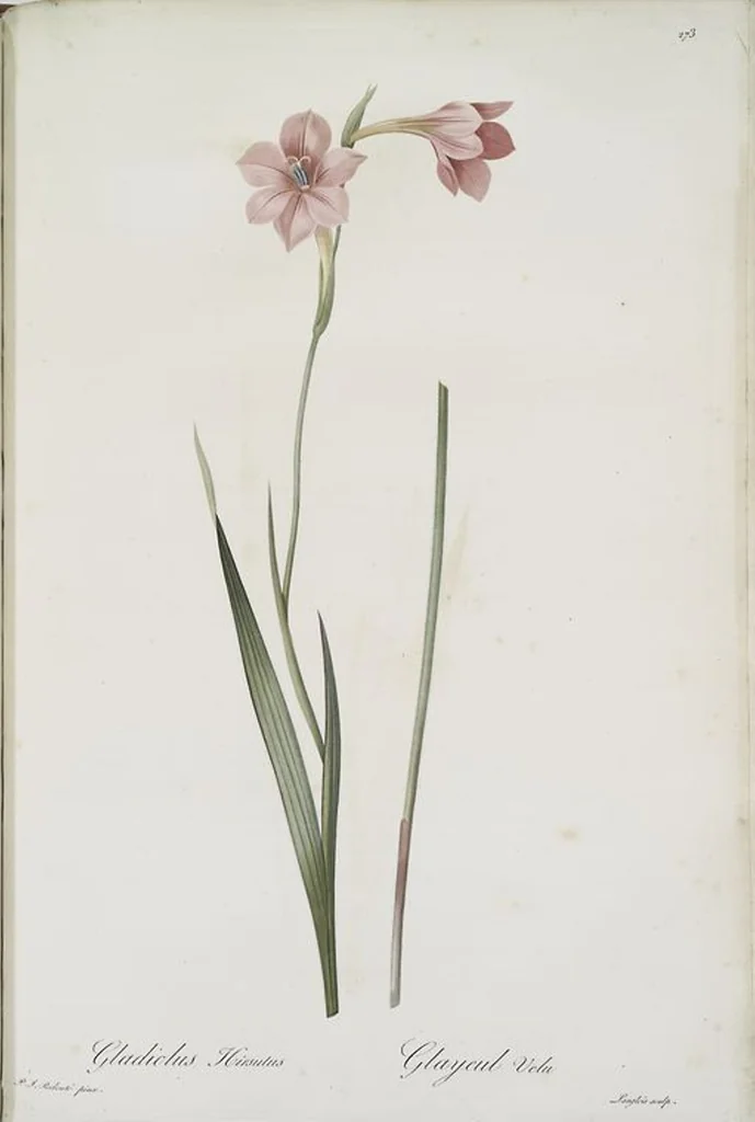 An illustration from Les liliacées, 1805, leaf 279