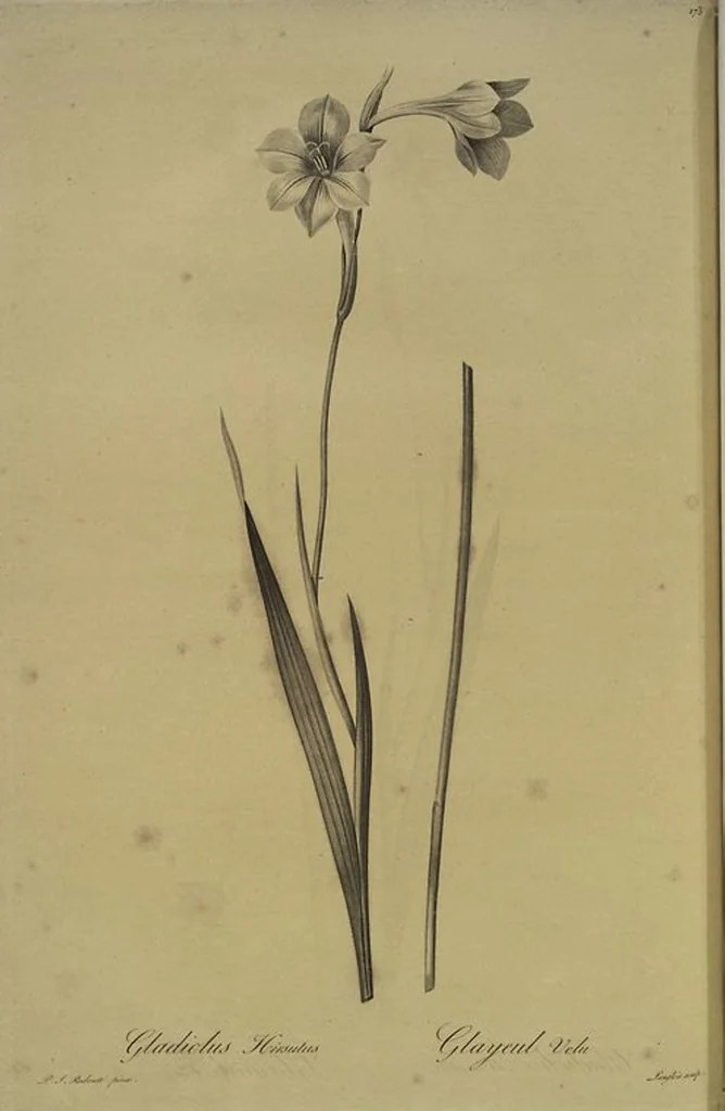 An illustration from Les liliacées, 1805, leaf 279