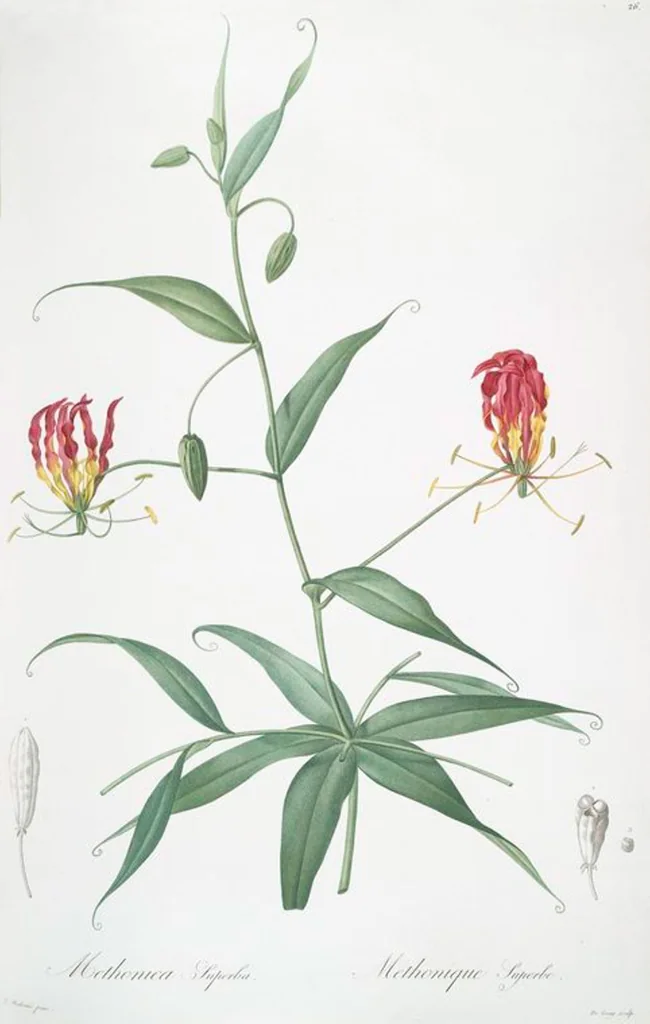 An illustration from Les liliacées, 1805, leaf 28