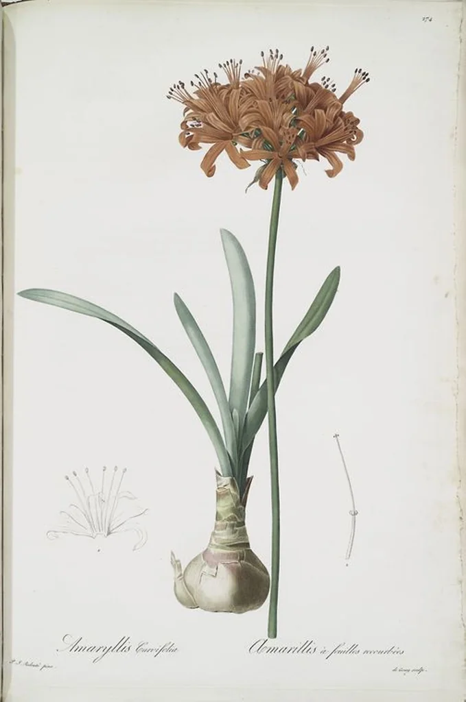 An illustration from Les liliacées, 1805, leaf 280