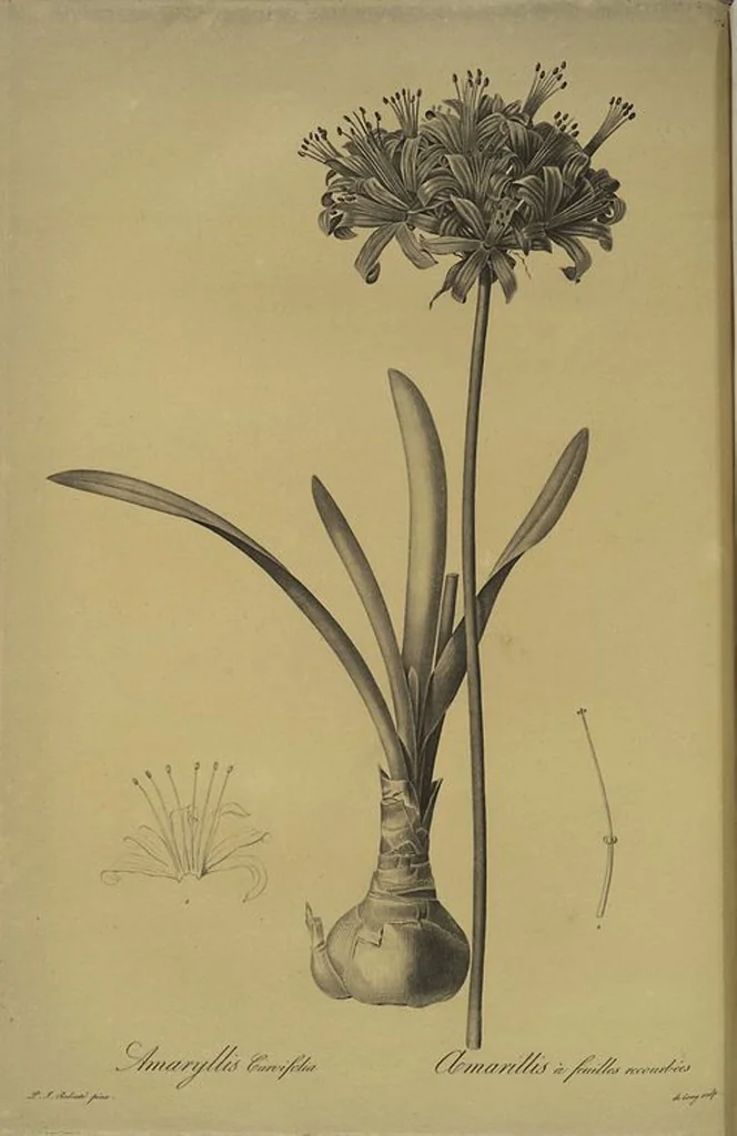An illustration from Les liliacées, 1805, leaf 280