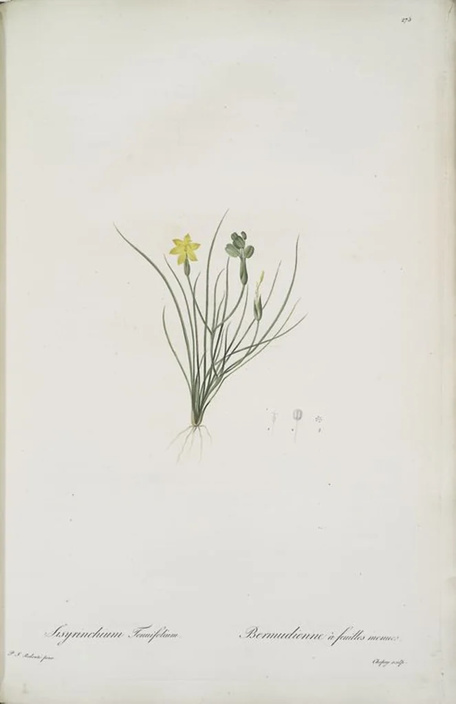 An illustration from Les liliacées, 1805, leaf 281
