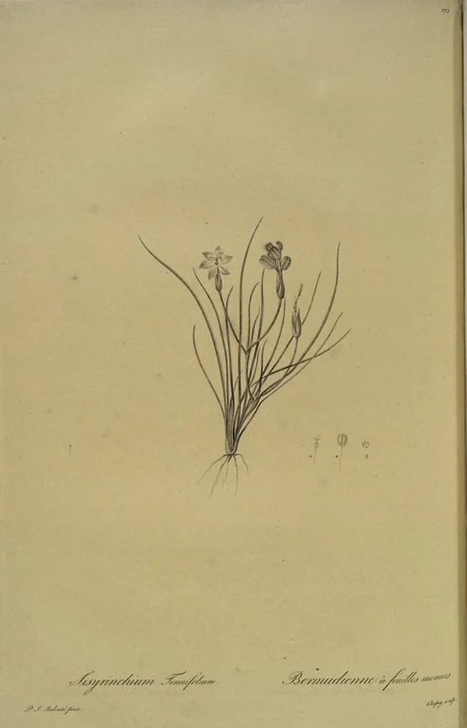 An illustration from Les liliacées, 1805, leaf 281