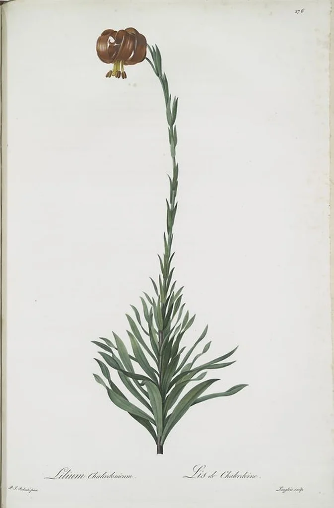 An illustration from Les liliacées, 1805, leaf 282