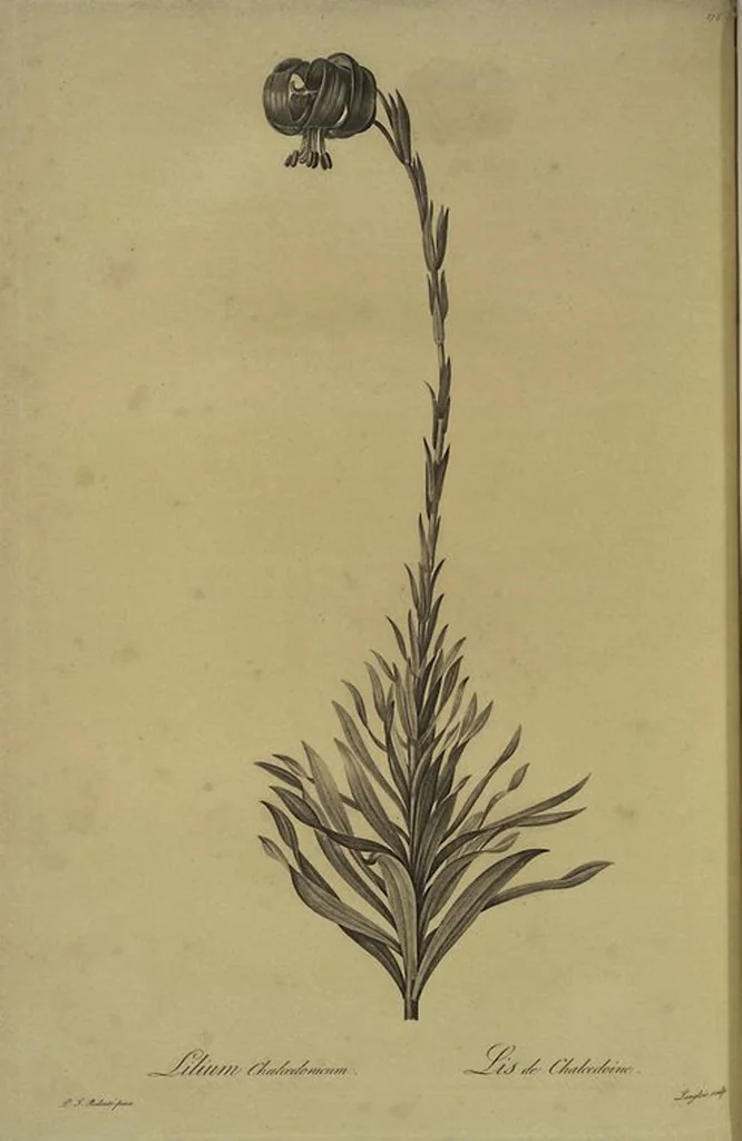 An illustration from Les liliacées, 1805, leaf 282