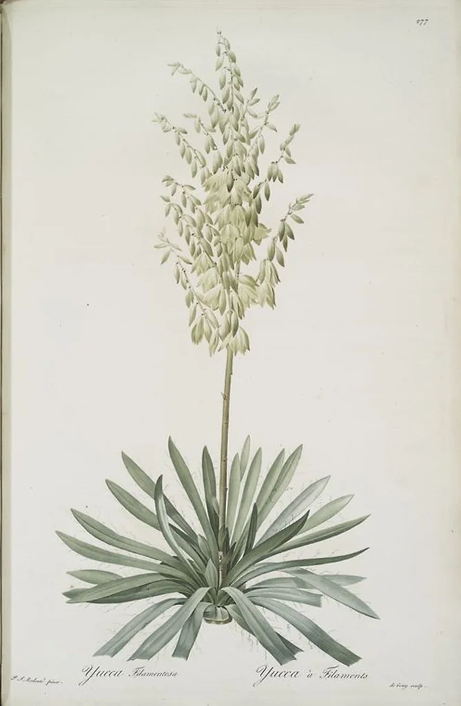 An illustration from Les liliacées, 1805, leaf 283