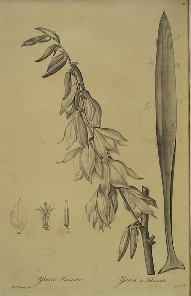 An illustration from Les liliacées, 1805, leaf 283