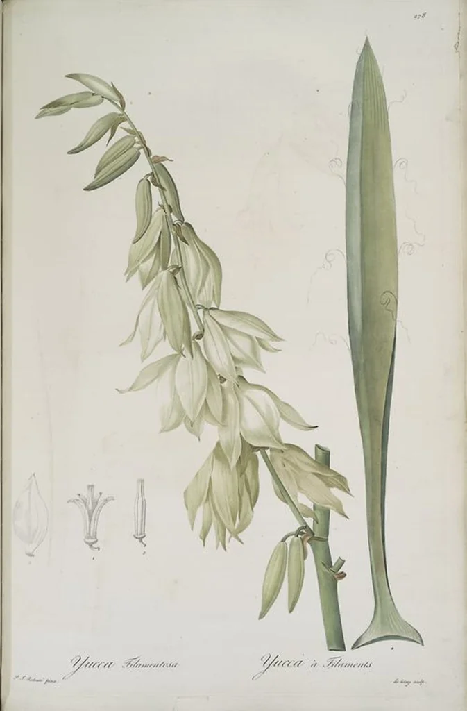 An illustration from Les liliacées, 1805, leaf 284