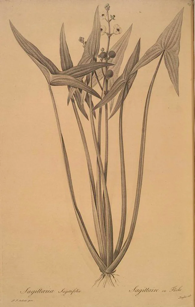 An illustration from Les liliacées, 1805, leaf 284