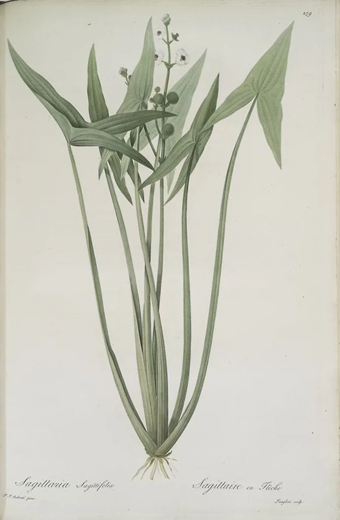 An illustration from Les liliacées, 1805, leaf 285