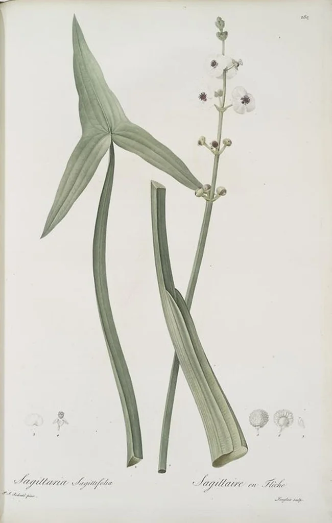 An illustration from Les liliacées, 1805, leaf 286