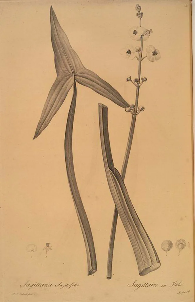 An illustration from Les liliacées, 1805, leaf 286