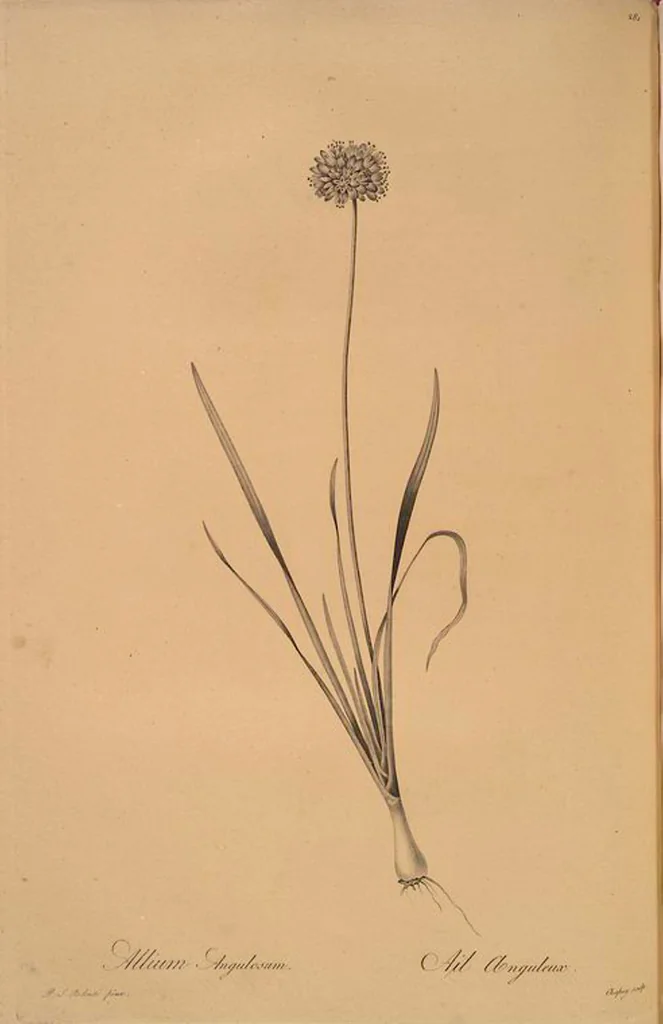 An illustration from Les liliacées, 1805, leaf 287