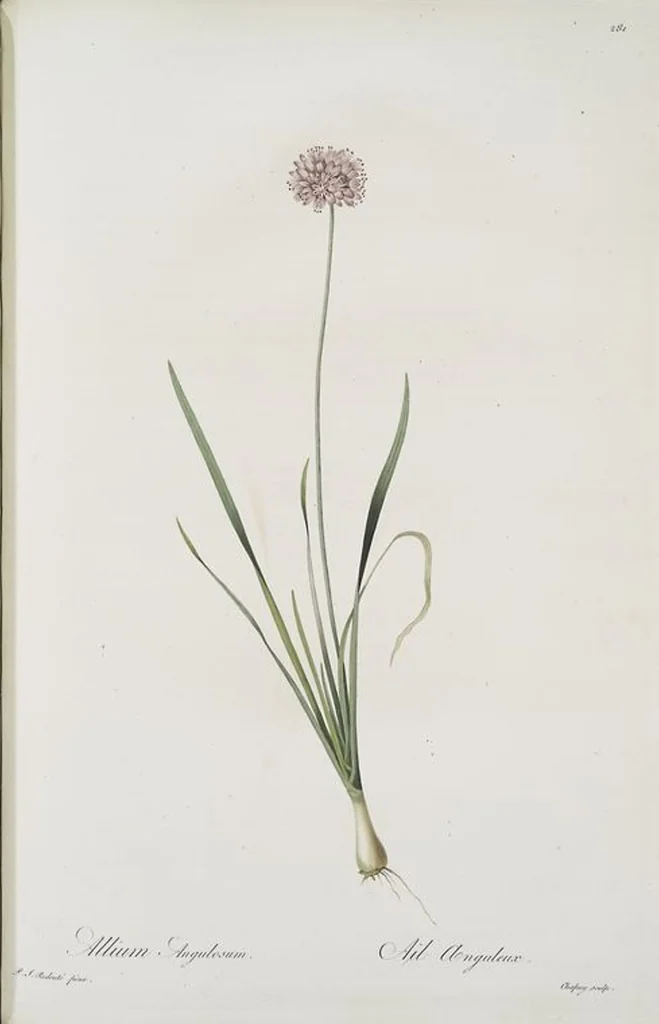 An illustration from Les liliacées, 1805, leaf 287