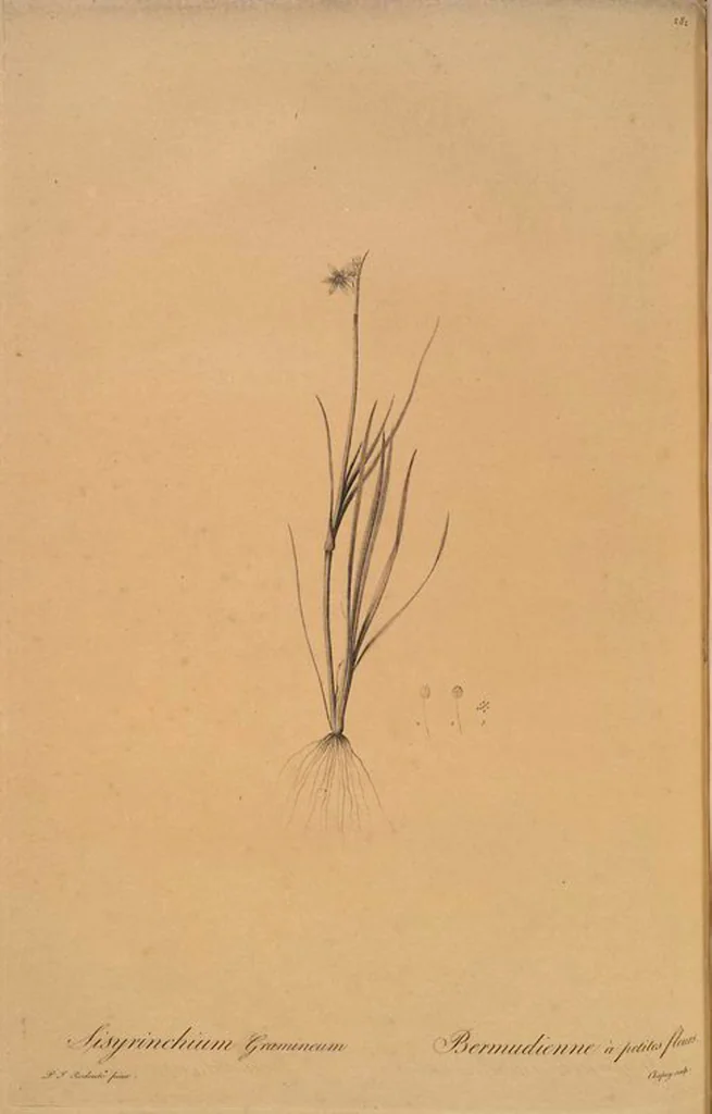 An illustration from Les liliacées, 1805, leaf 288