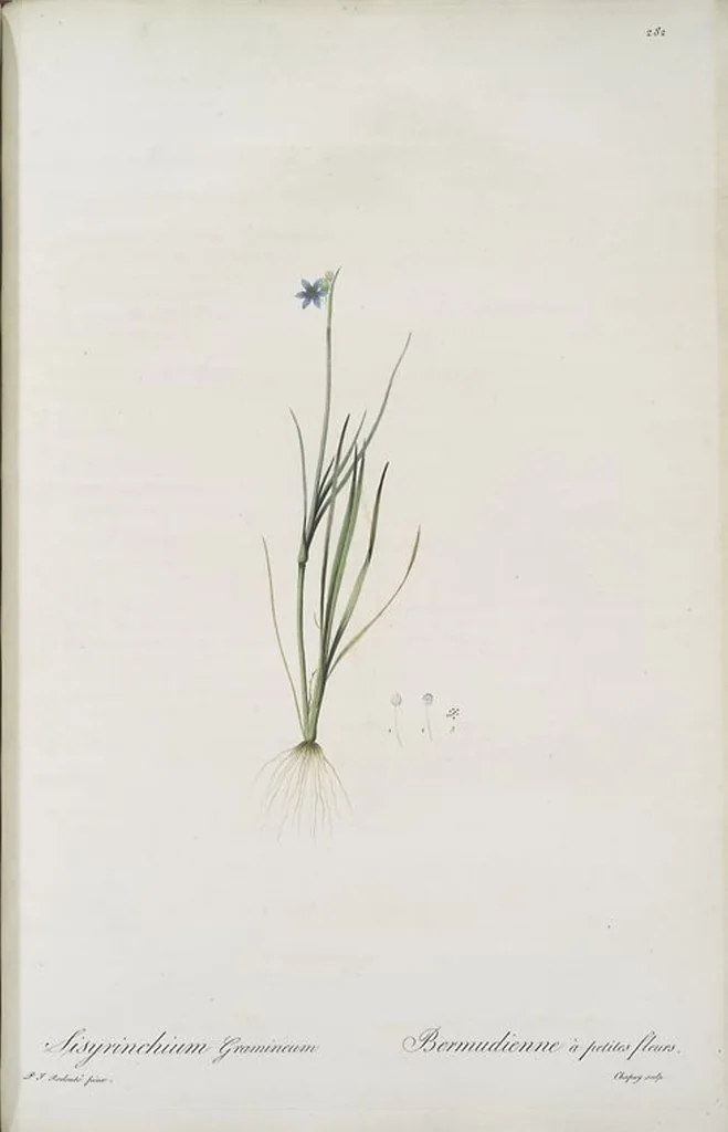 An illustration from Les liliacées, 1805, leaf 288