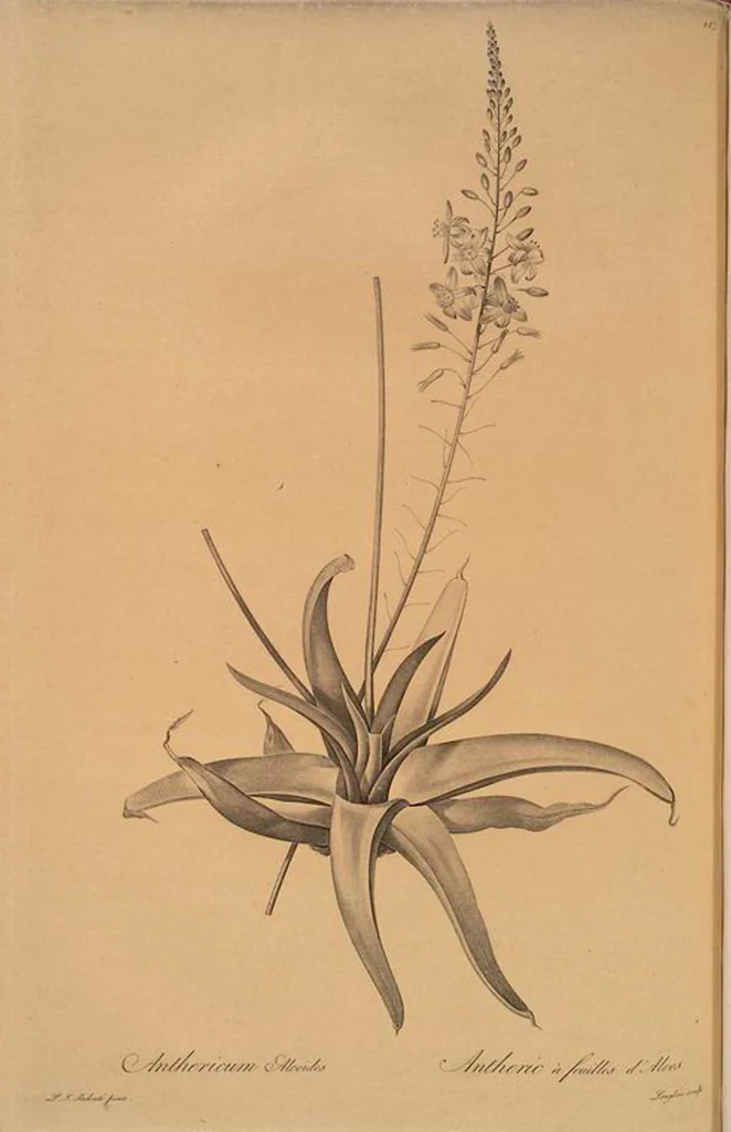 An illustration from Les liliacées, 1805, leaf 289