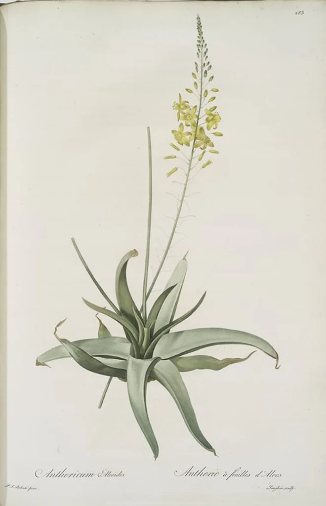 An illustration from Les liliacées, 1805, leaf 289